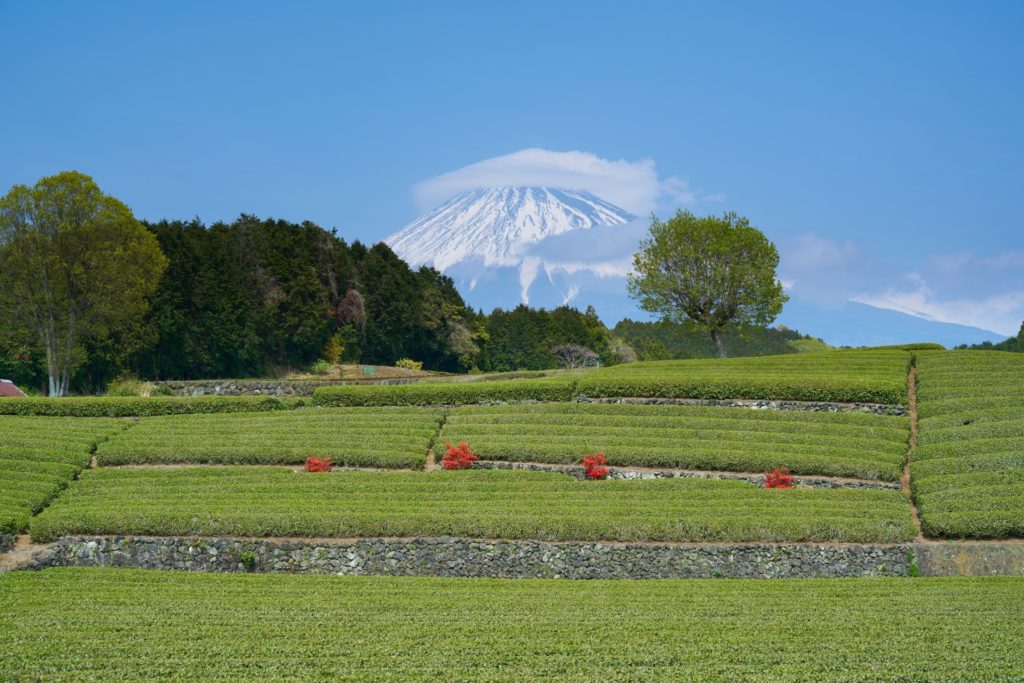 ふるさと納税で「ティッシュペーパー」をゲットしよう!